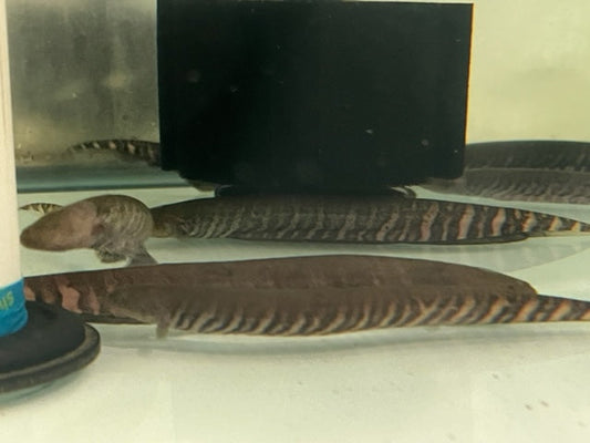 Knifefish Tiger Macana