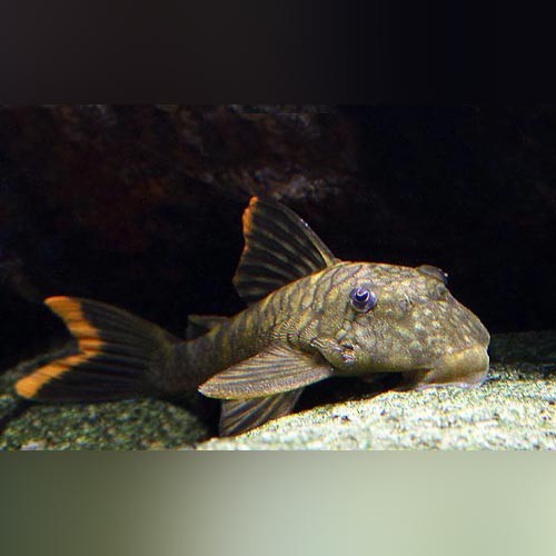 Pleco L-106 Orange Seam