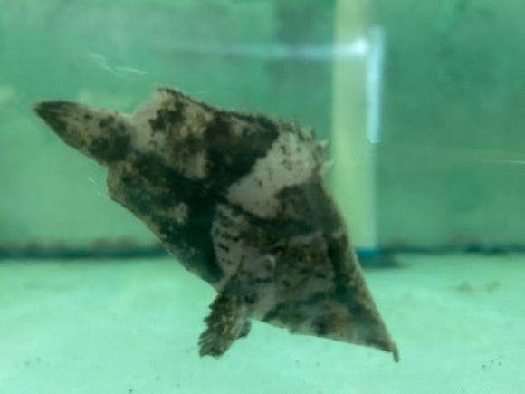 Leaf Fish Amazon