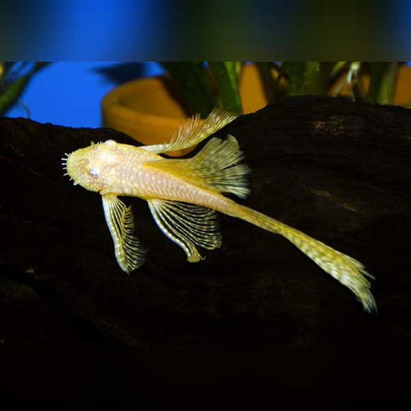 Pleco L-144 Bushynose Albino
