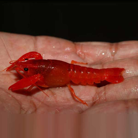 Lobster Neon Red
