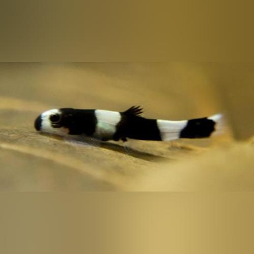 Loach Panda