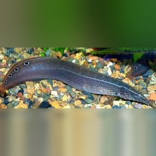 Eel Peacock