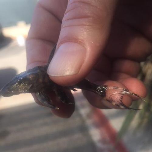 Pleco L-090 Papa