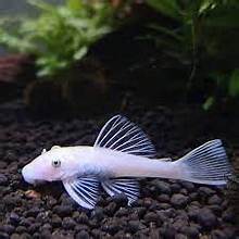 Pleco L-144 Bushynose