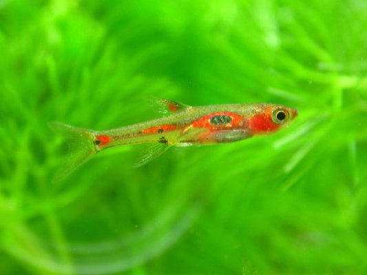 Rasbora Phoenix