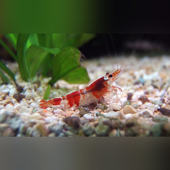 Shrimp Red Rili