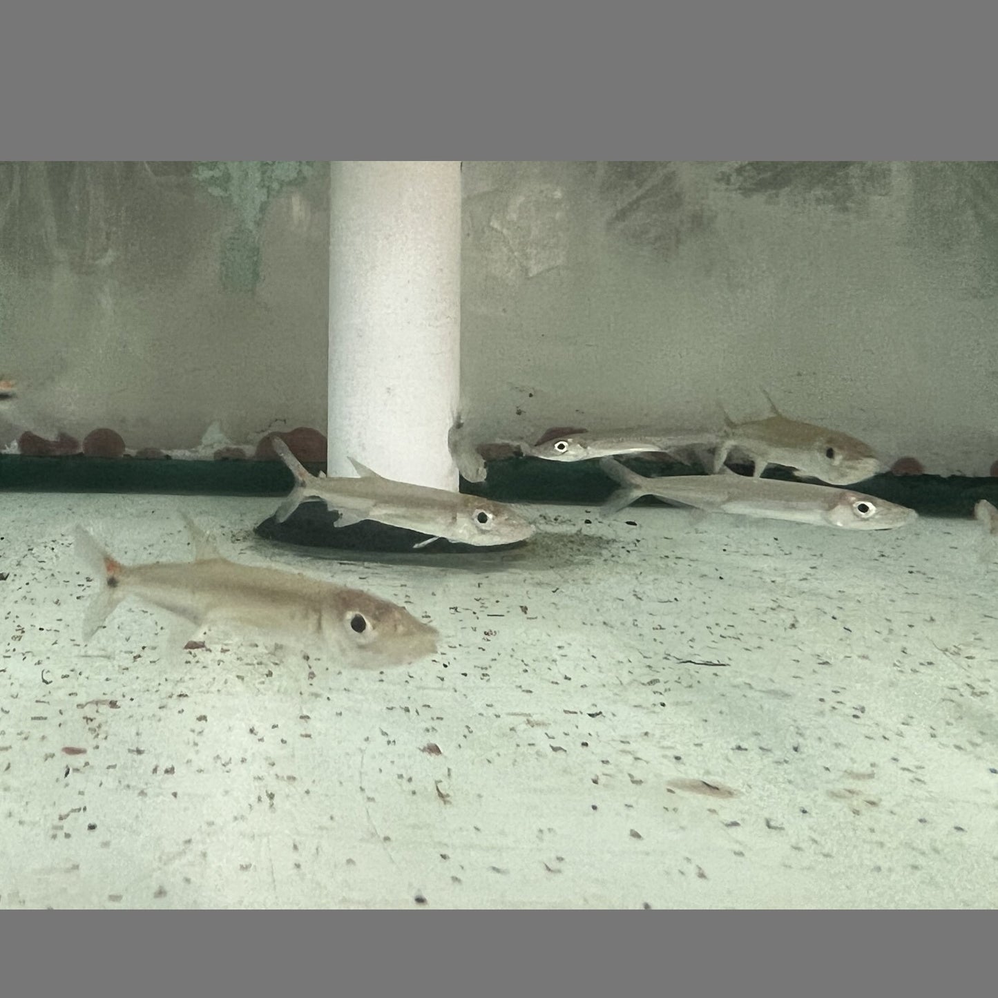 Red Tail Barracuda