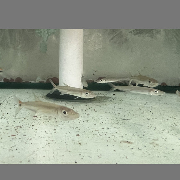 Red Tail Barracuda
