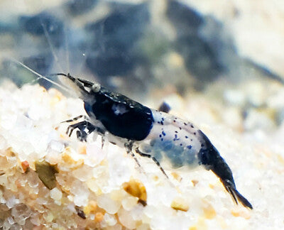 Shrimp Carbon Rili