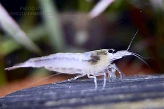 Amano Algae Snow White