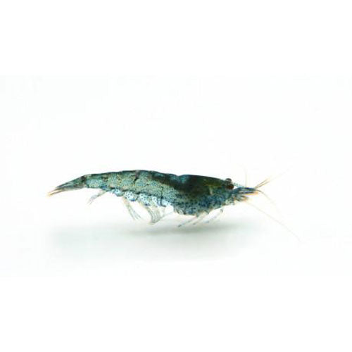 Shrimp Blue Velvet