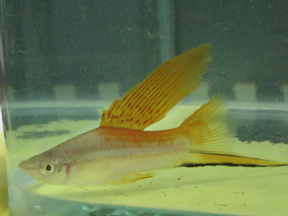 Swordtail Assorted Hi Fin