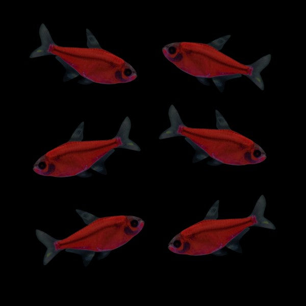 GloFish Tetra Red
