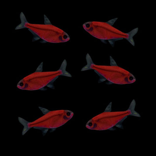 GloFish Tetra Red