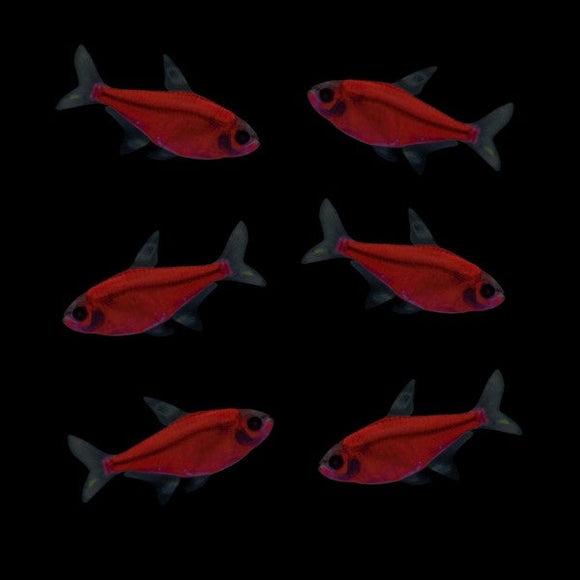 GloFish Tetra Red