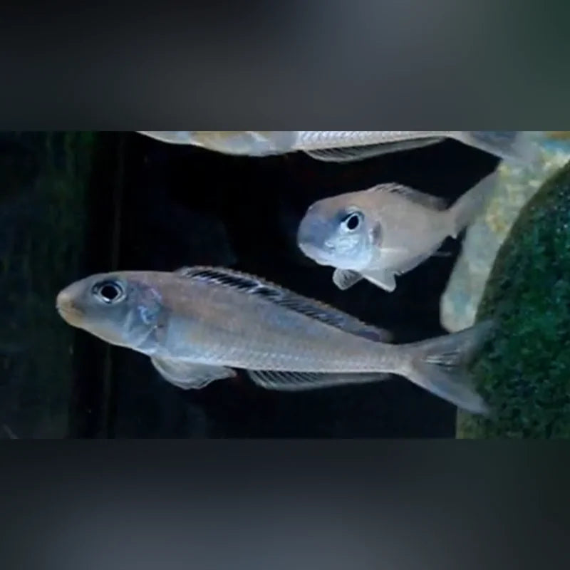 Cichlid Xenotilapia Bathyphilus