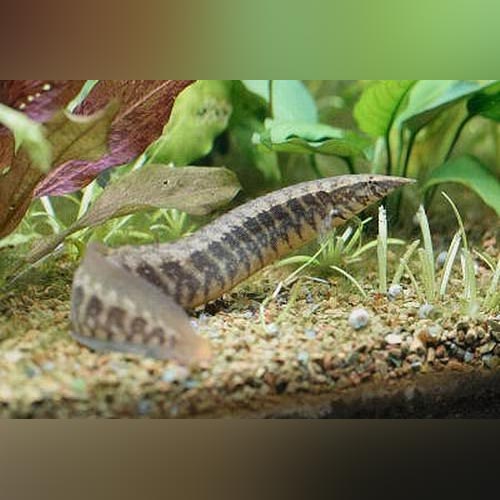 Eel Zig Zag