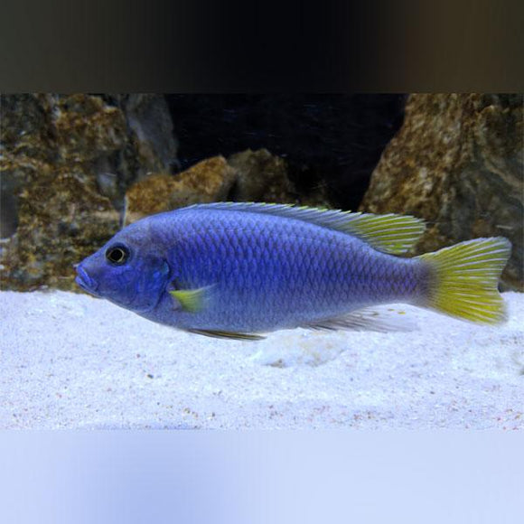 Acei Cichlid - AquariumFishSale.com