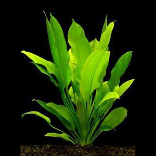 Amazon Sword Plant