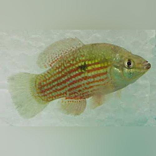 American Flagfish