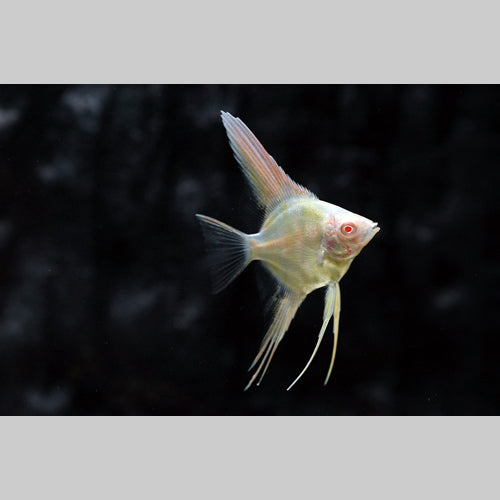 Angelfish Albino