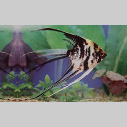Marble Veil Angelfish (Jumbo)