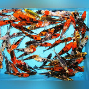 Assorted Butterfly Koi
