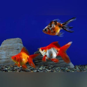Red and White Oranda Goldfish