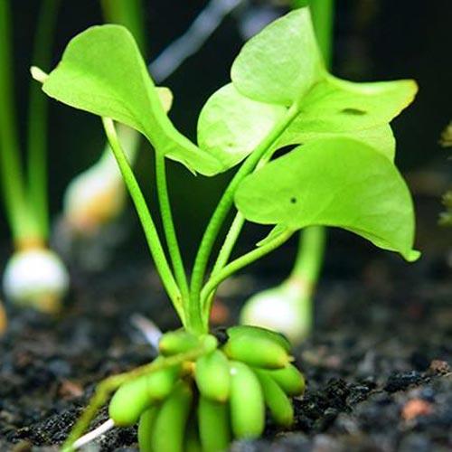 Banana Plant