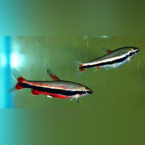 Red Beckford Pencilfish