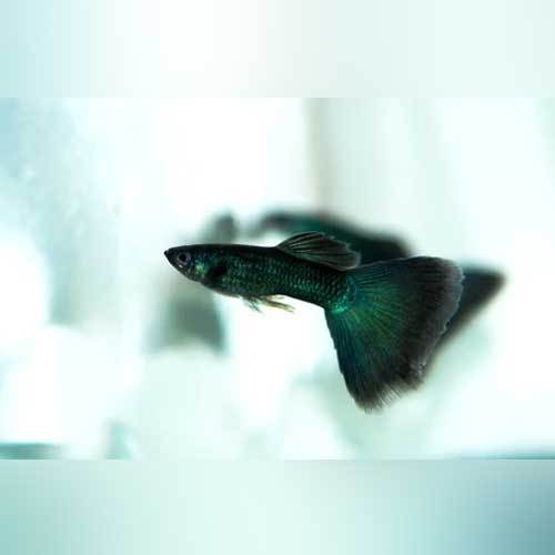 Black Moscow Guppy - Pair