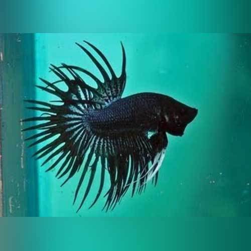 Black Orchid Crowntail Betta