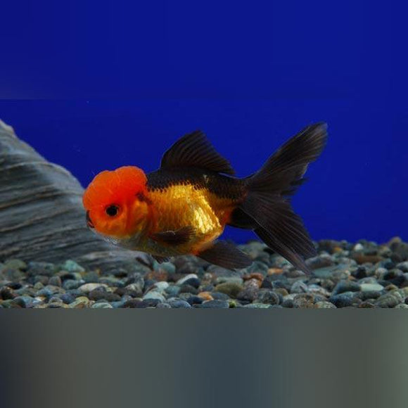 Black and Red Oranda Goldfish
