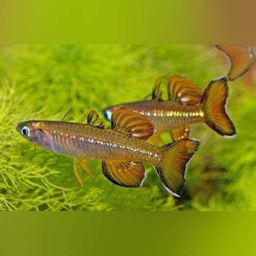 Blue-Eye Tenellus Rainbowfish