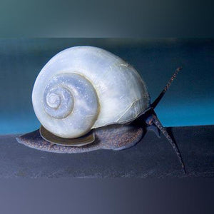 Blue Mystery Snail