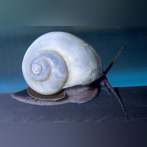 Snail - Mystery Asst