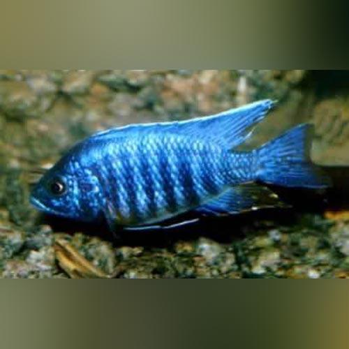 Blue Peacock Cichlid