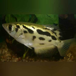 Archer Fish - Burmese