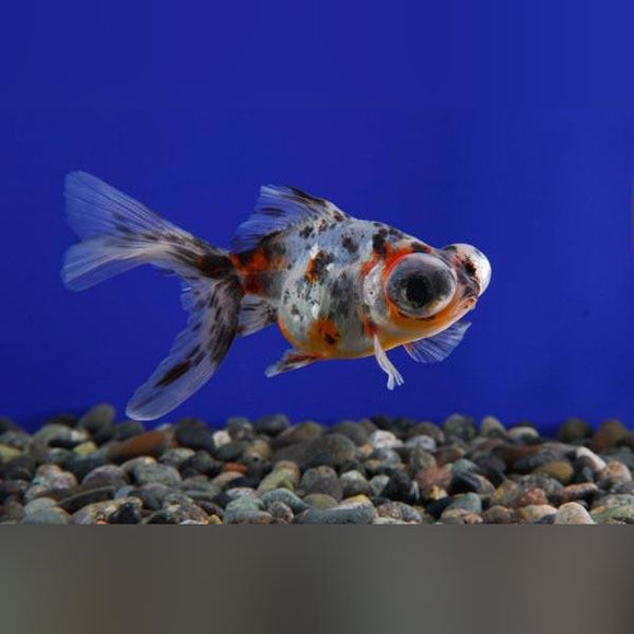 Calico Telescope Head Goldfish