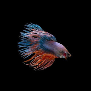 Crowntail Betta - Male