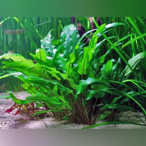 Cryptocoryne Wendtii Green
