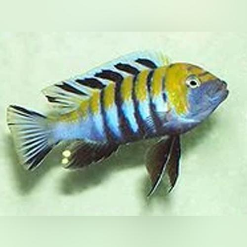 Cynotilapia afra Jalo Reef - AquariumFishSale.com