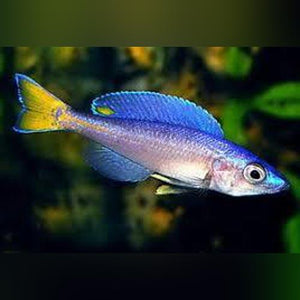 Cyprichromis Kitumba