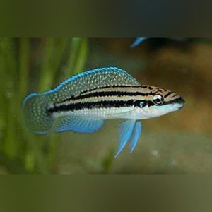 Julidochromis Dickfeldi Cichlid