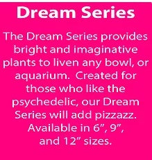 WECO Dream Series, Fuschia Fern