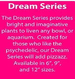 WECO Dream Series, Hash