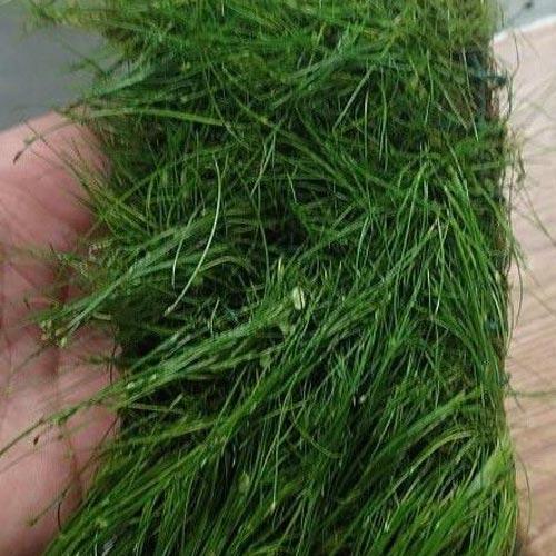 Dwarf Hairgrass - Potted