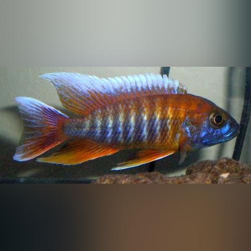 Peacock Cichlid - Eureka (M)
