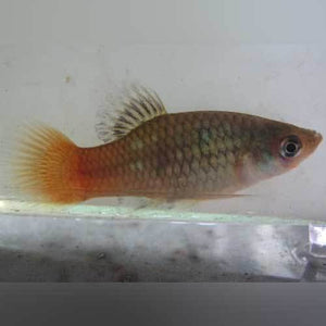 Fire and Ice Platy
